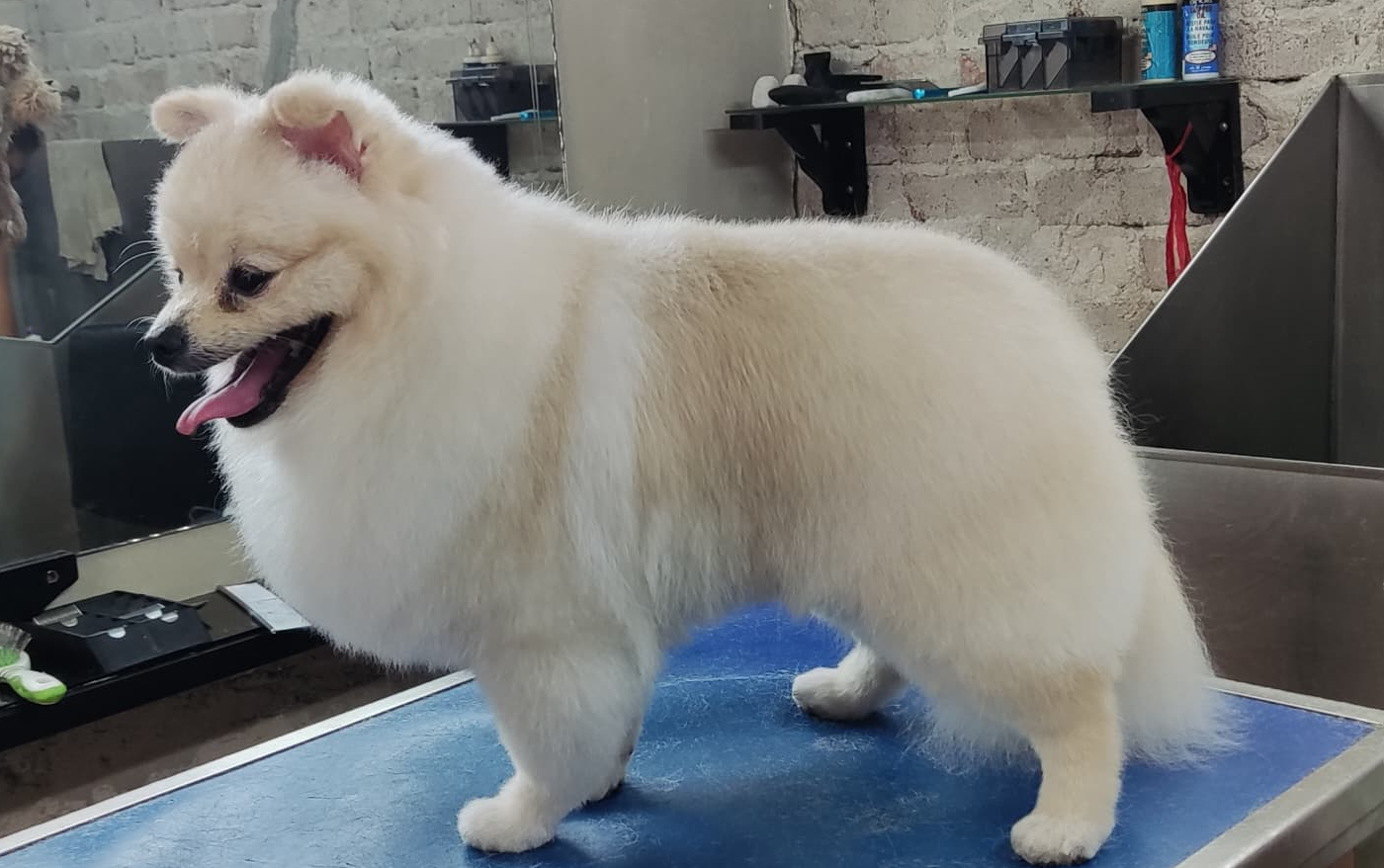 Portada de Servicio general de peluquería Canina comercial